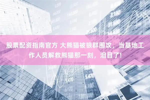 股票配资指南官方 大熊猫被狼群围攻，当基地工作人员解救熊猫那一刻，泪目了!